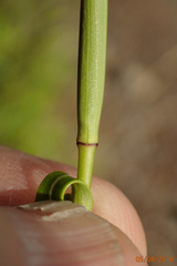 Veronica stenophylla