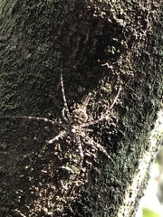 Neotama mexicana