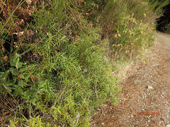 Veronica stenophylla