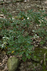 Kalmia latifolia