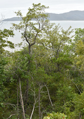 Terminalia melanocarpa