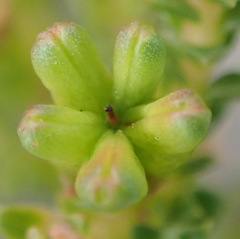 Diosma echinulata