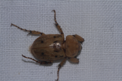 Cyclocephala brittoni