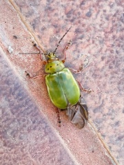 Procalus viridis