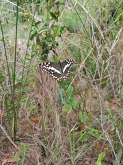 Papilio demodocus demodocus