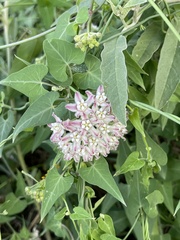 Funastrum