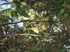 Zosterops erythropleurus