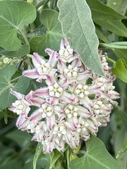 Funastrum