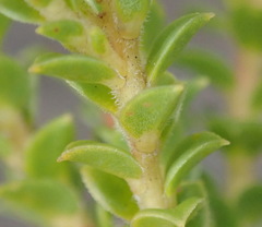 Diosma echinulata