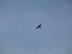 Falco tinnunculus
