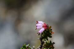 Erica radicans