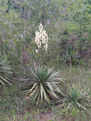 Yucca gloriosa