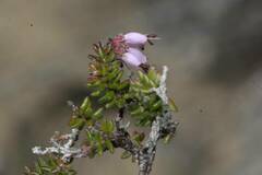 Erica radicans