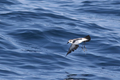 Pelagodroma marina