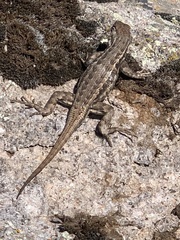 Sceloporus graciosus