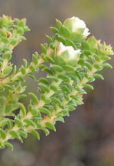 Diosma echinulata
