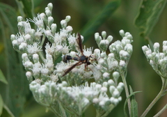 Physocephala sagittaria