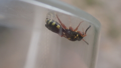 Nomada