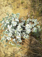 Eryngium maritimum