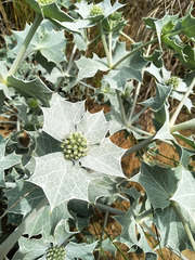 Eryngium maritimum