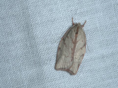 Euchaetis