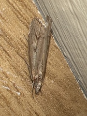 Agriphila geniculea