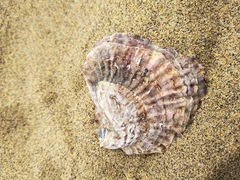 Ostrea edulis
