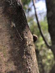 Neotama mexicana