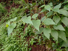 Urtica morifolia