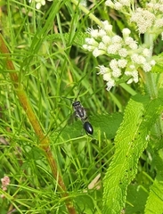 Isodontia