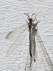 Creoleon lugdunensis