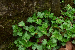Nanocnide japonica
