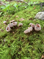 Hydnellum peckii