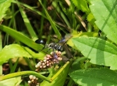 Isodontia