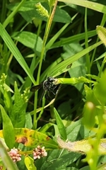 Isodontia
