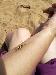 Chlorophorus varius