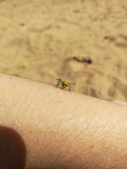 Chlorophorus varius
