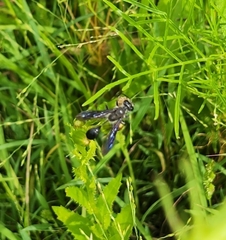Isodontia
