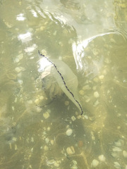 Rhizostoma pulmo