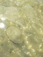 Rhizostoma pulmo