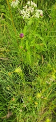 Isodontia