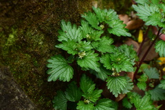 Nanocnide japonica