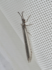 Creoleon lugdunensis