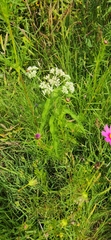 Isodontia