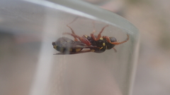 Nomada