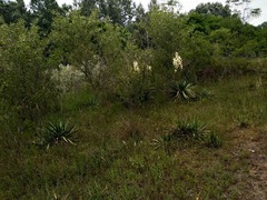 Yucca gloriosa