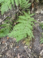 Athyrium