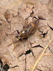 Asilus crabroniformis