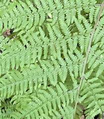 Athyrium