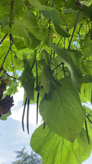 Catalpa bignonioides